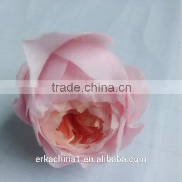 Wholesale Preserved Roses Preserved Flowers Dried Flowers Austin Rose photo-6