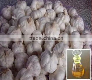 High Purity Organic Garlic Oil Hot Selling photo-3