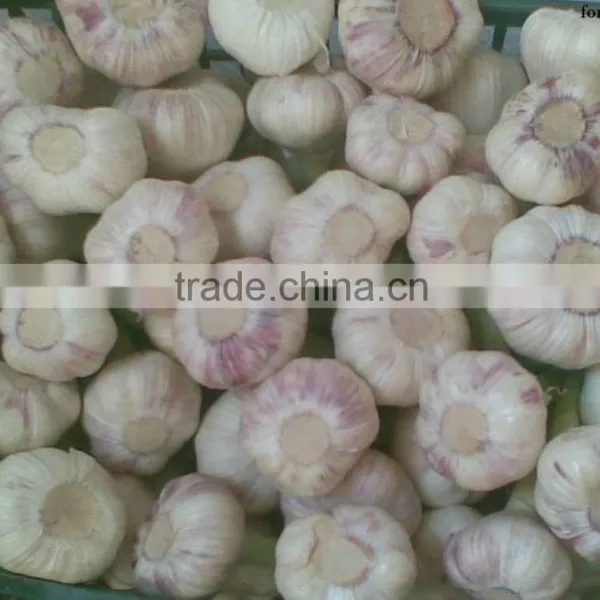Best Price Natural Chinese Fresh Red / White Garlic photo-3