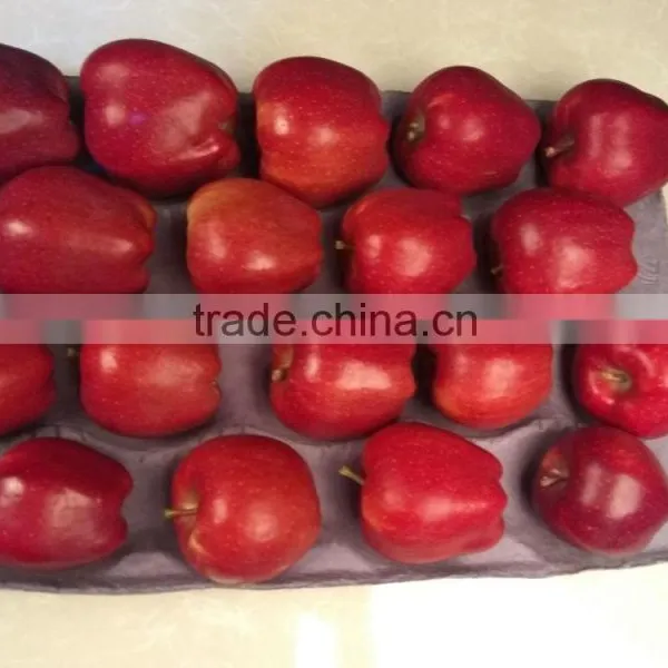 2016 New Crop New Season Huaniu Apple Fresh Apple China Gansu