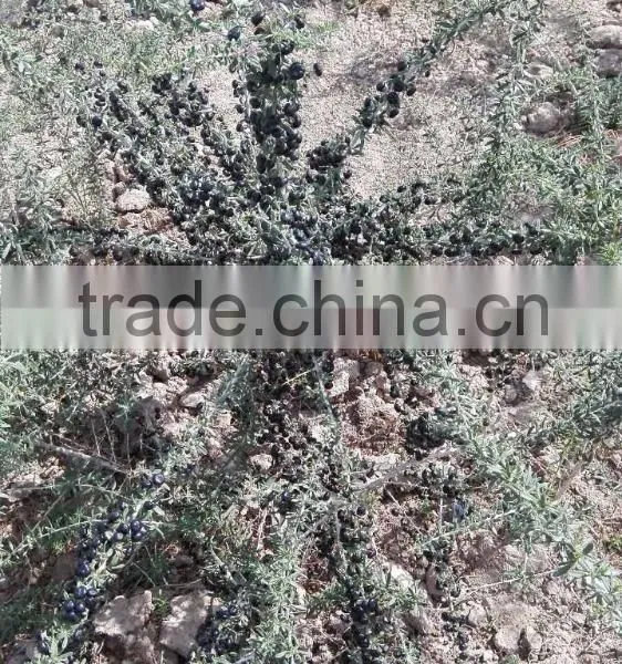 Raw Wild Black Goji Seeds for Planting Organic Goji Berry Seeds photo-4