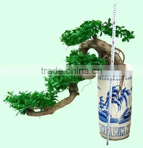 Bonsai Ficus