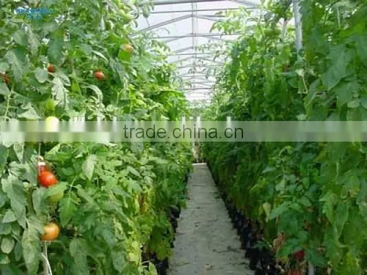 Low Cost Plastic Film Greenhouse For Vegetables & Agriculture Greenhouse photo-5