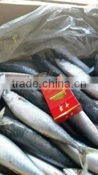 Frozen Pacific Mackerel photo-2