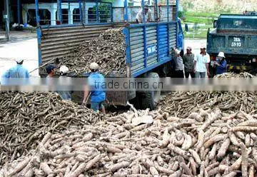 Vietnam Split Cassava photo-5