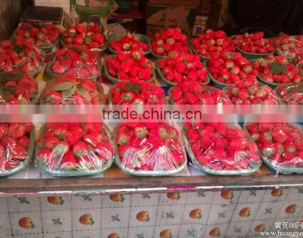 BIG SIZE FRESH STRAWBERRY photo-3
