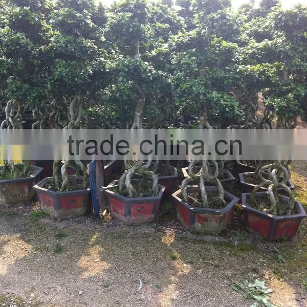 Middle Size Braid Tower Shape Bonsai Ficus Microcarpa photo-2