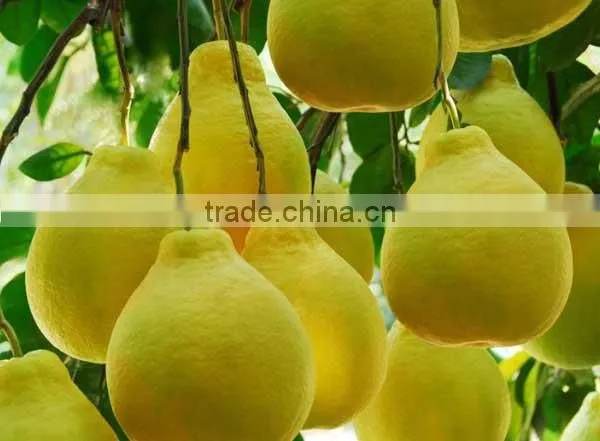 Pomelo photo-2