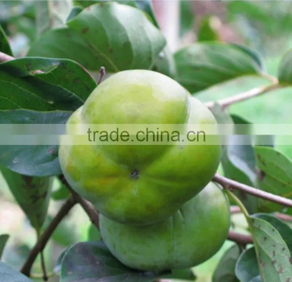 Manufactory Supplier of Persimmon Calyx Kaki Extract photo-2