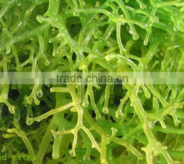 Humic Acid+Amino Acid Granular photo-2