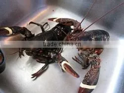 Live Canadian Lobster