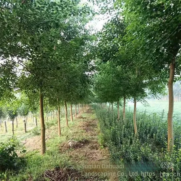 One Chinese Tallow Tree With a Trunk Diameter of 8 cm at Breast Height in 2020 for Sale photo-4