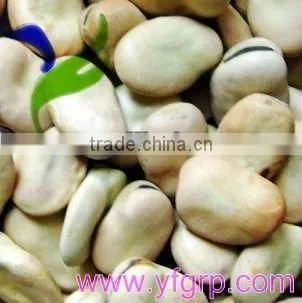 Dried Fava/ Faba Beans/ Broad Beans