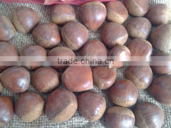 Good Reputation of Chinese Fresh Chestnut in Shell. photo-4