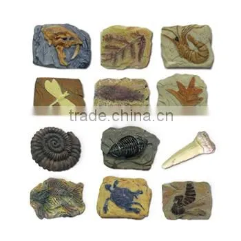 Fossil Photo Frame Dig Kit, 4 Assorted, 12pcs per Display. photo-5
