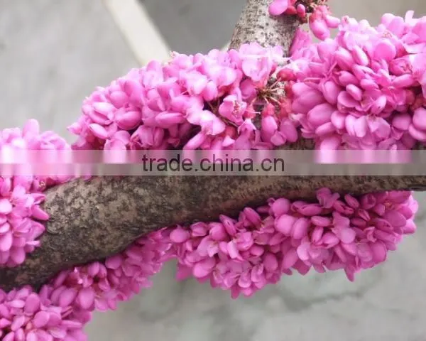 2016 High Germination Rate Chinese Redbud Seeds For Planting photo-6