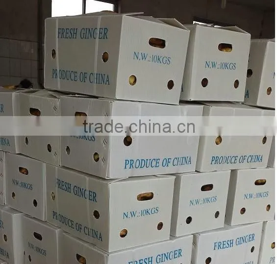 2015 New Crop Fresh Ginger, Air Dry Fresh Ginger, Chinese Fresh Ginger Price photo-5