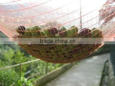 Fruit Tree,harvest Olive Net photo-2