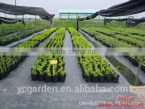 Black Weed Barrier Fabric/Anti Grass Cloth photo-6