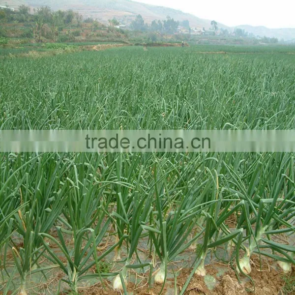 Factory Price Manual Onion Planter photo-3