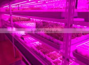 Best Led Grow Light Brands Vanqled for Indoor Plant Growing Lights Tubes 20w T8 4ft photo-2