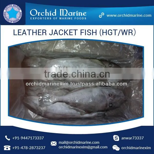 Top Quality Frozen Fresh Leather Jacket Fish (HGT/WR) photo-3