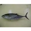 Sell Yellow Fin Tuna (India)