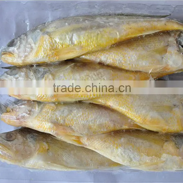 Frozen Yellow Croaker Delicious Seafood photo-3