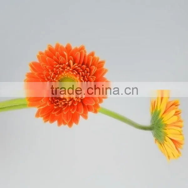 Fresh Cut Golden Sun Single Gerbera From Guangdong photo-6