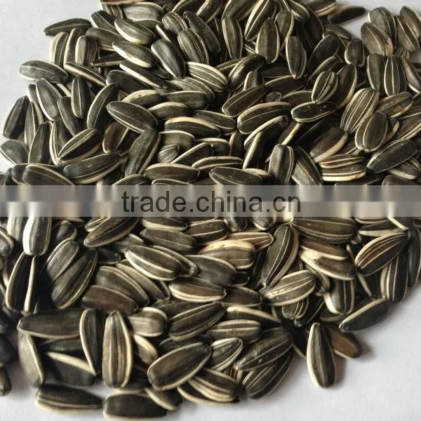 Black Sunflower Seed From China Market Price