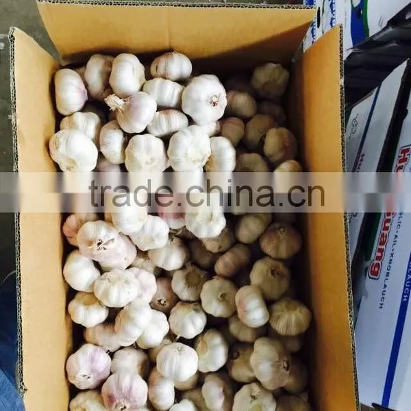 Chinese Shandong Pure White Garlic photo-5