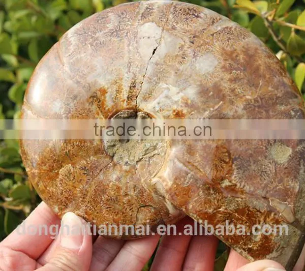 Wholesale Large Snail Fossils/Gemstone Jewelry/Gemstone Art Crafts photo-4