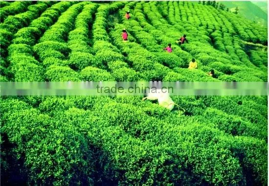Matcha Tea Powder 400-800mehsh photo-2