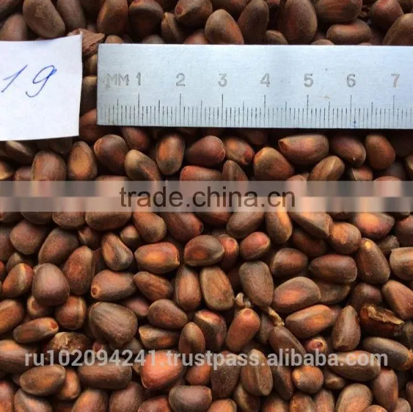 High Quality Pine Nuts From Russia photo-3