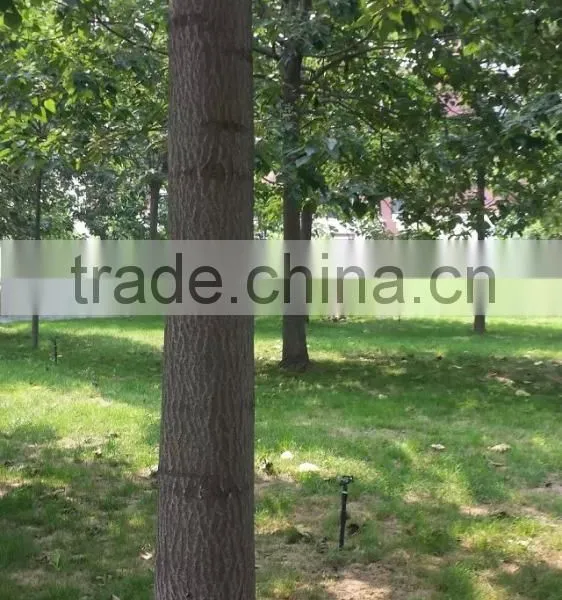High Quality Paulownia Seed 9501 Seed For Paulownia Plants/Paulownia Elongata Seeds/paulownia Kawakamii photo-5