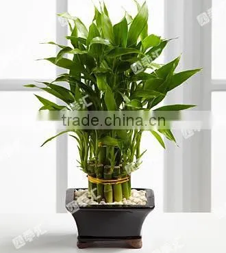 Indoor Decorative Ornamental Bonsai Plants of Dracaena Sanderiana photo-2