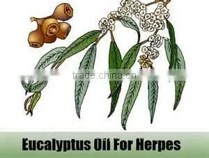 Eucalyptus Oil photo-2