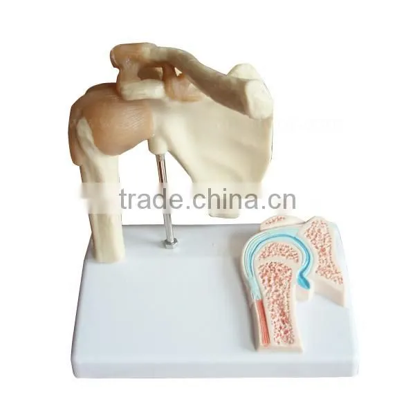 Shoulder Plastic Education Human Body Anatomy Model photo-2