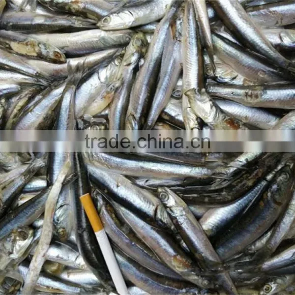 2016 High Quality Sea Frozen Anchovy photo-5