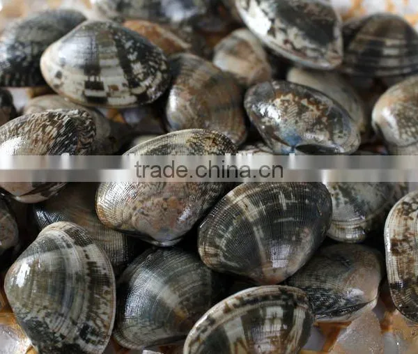 Froen Clams