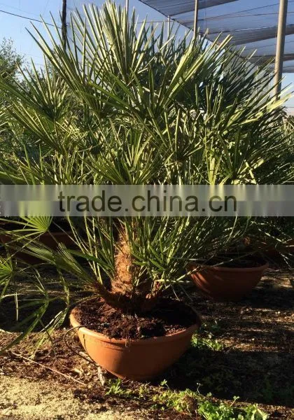 Chamaerops Humilis Cerifera