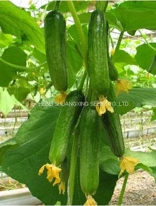 Early Maturity Hybrid Cucumber Seeds for Sale photo-4