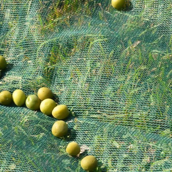 Good Quality Olive Net Dark Green Color Fruit Collecting Net For Sale