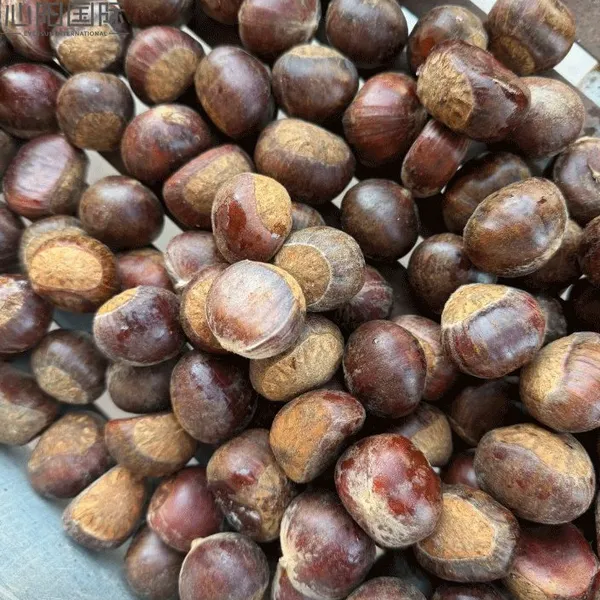 Fresh Chestnut