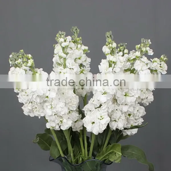 Colorful Best-Selling Fragrant Violet Flowers photo-2