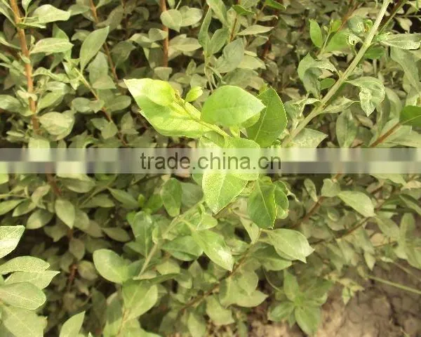 Henna Natural Henna ( Menhdi ) 100% Pure Hair Dye photo-6