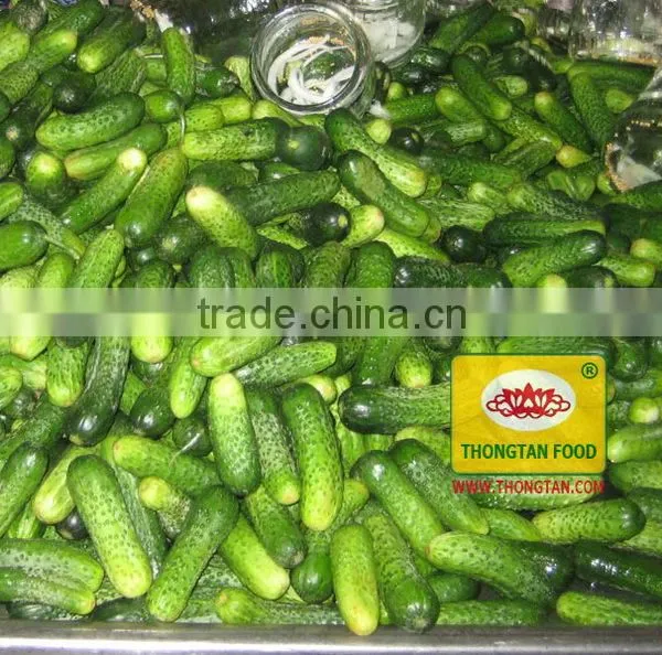 Pickled Gherkin - Pickled Cucumber