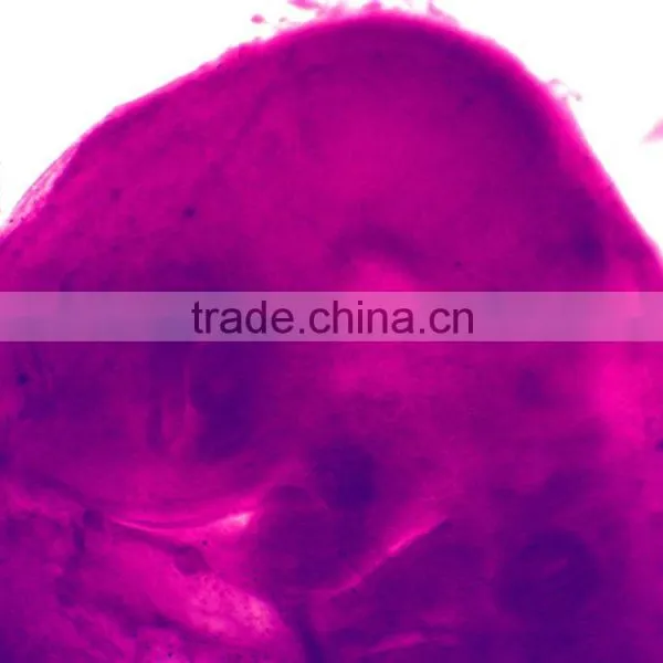 Chicken Embryo Slides Prepared Microscope Slides