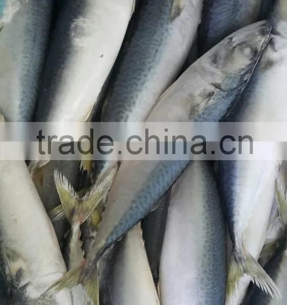 MACKEREL GRADE AAA photo-2
