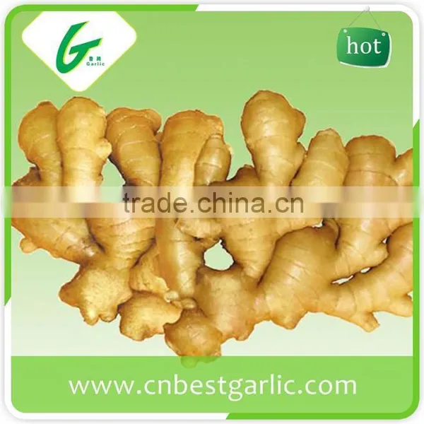 New Crop Fresh Ginger Air Dry Ginger Market Prices for Ginger photo-6